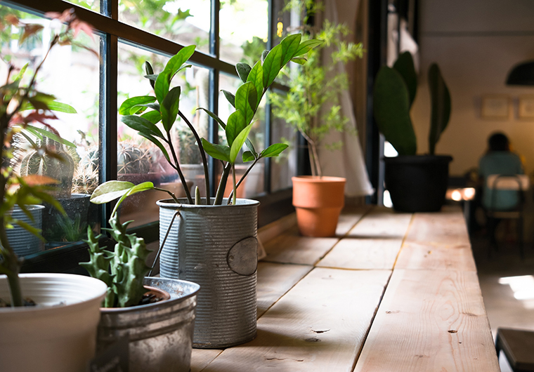 Potted plants displayed in a window. 